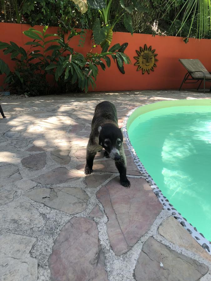 Hotel El Pequeno Gecko Verde Sámara Eksteriør bilde